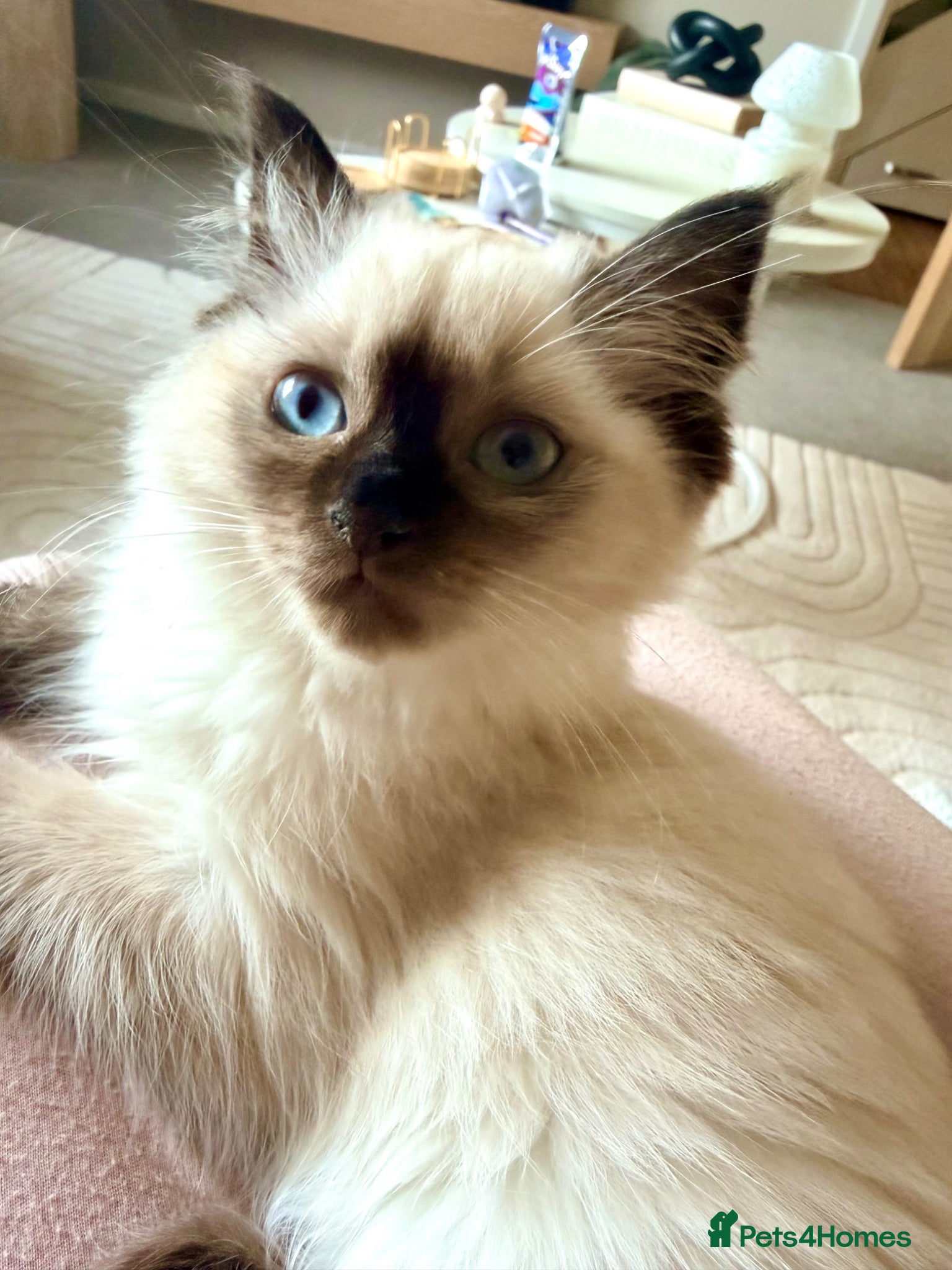 Ragdoll cats Ragdoll kitten seal colourpoint  - Advert 3