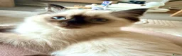 Ragdoll cats for sale: Ragdoll kitten seal colourpoint  in Buckley - Advert 1