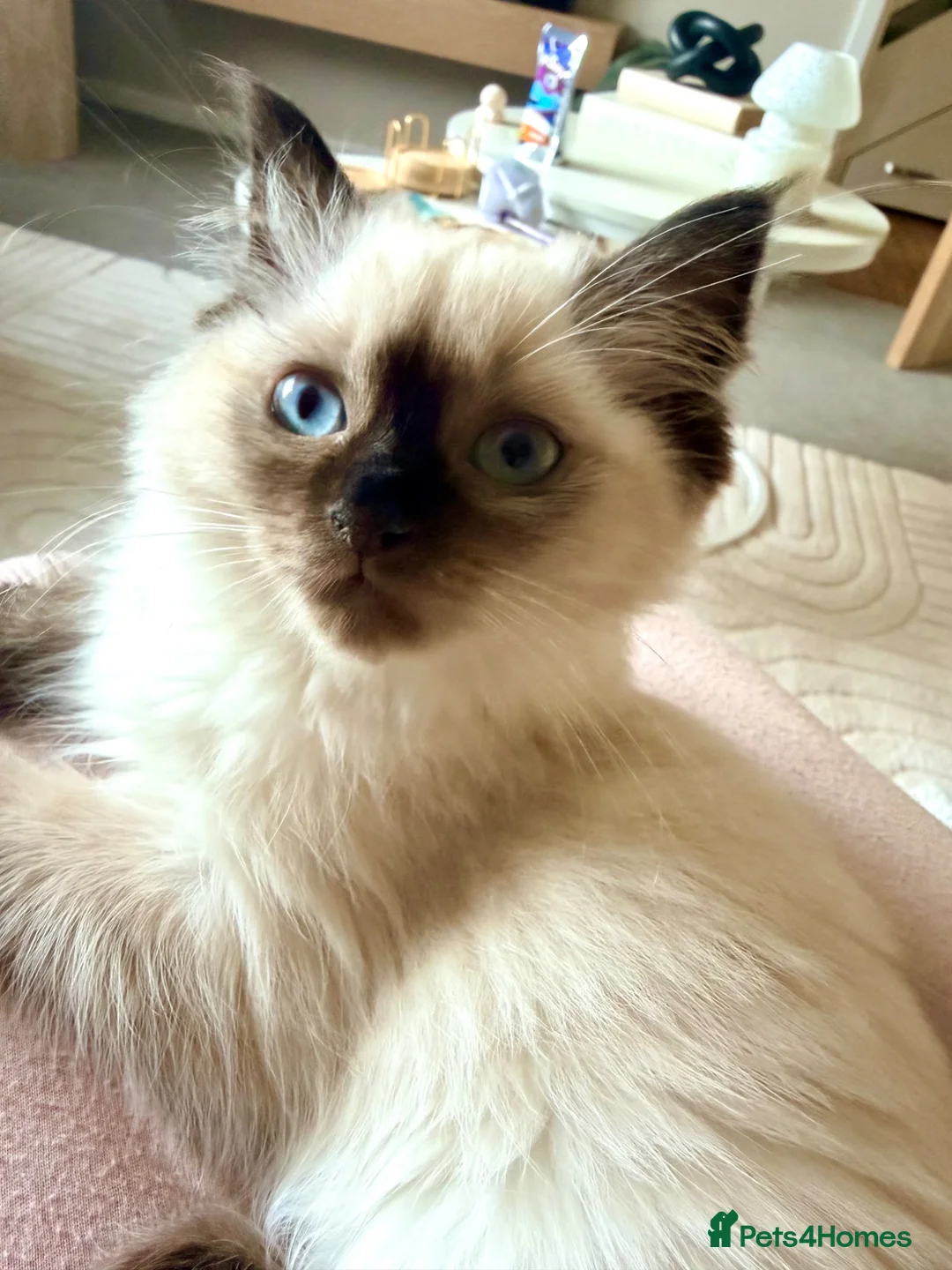 Ragdoll cats for sale: Ragdoll kitten seal colourpoint  in Buckley - Advert 1