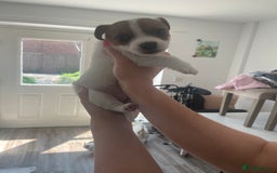 Jack Russell dogs for sale: Jack Russell Pups  - Image 23