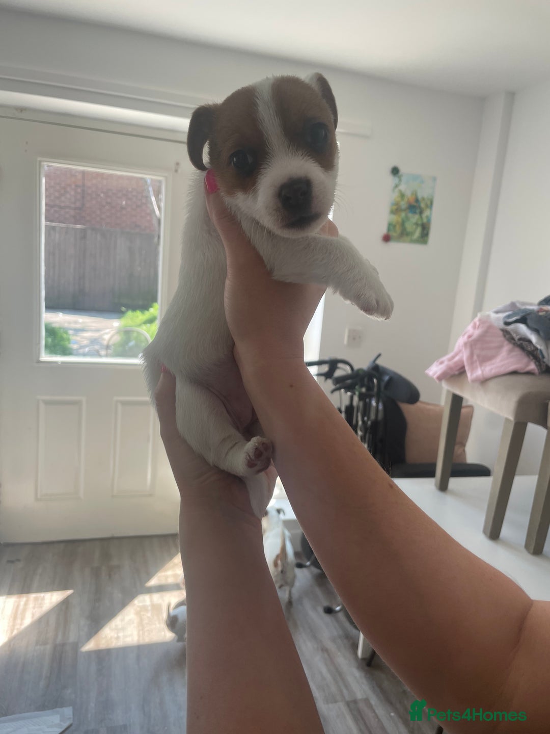Jack Russell dogs for sale: Jack Russell Pups  - Image 23