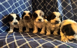 Cockapoo dogs for sale: Cockapoo puppies ready to be reserved  - Image 2