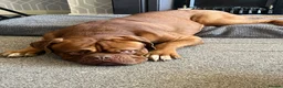 Dogue De Bordeaux dogs for stud: Dogue De Bordeaux proven Stud champion in blood - Advert 4