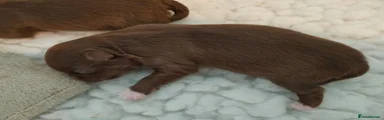 Chihuahua 2