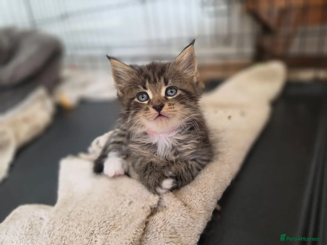 Maine Coon cats for sale: Marine Coon X kittens - Advert 1