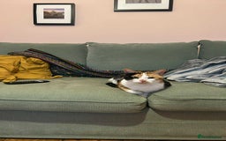 Mixed Breed cats for adoption: Beautiful girl looking for special forever home - Image 4