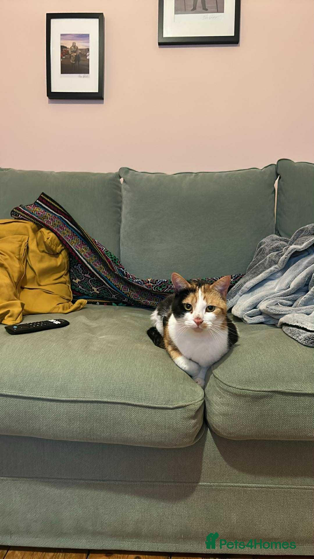 Mixed Breed cats for adoption: Beautiful girl looking for special forever home - Image 4