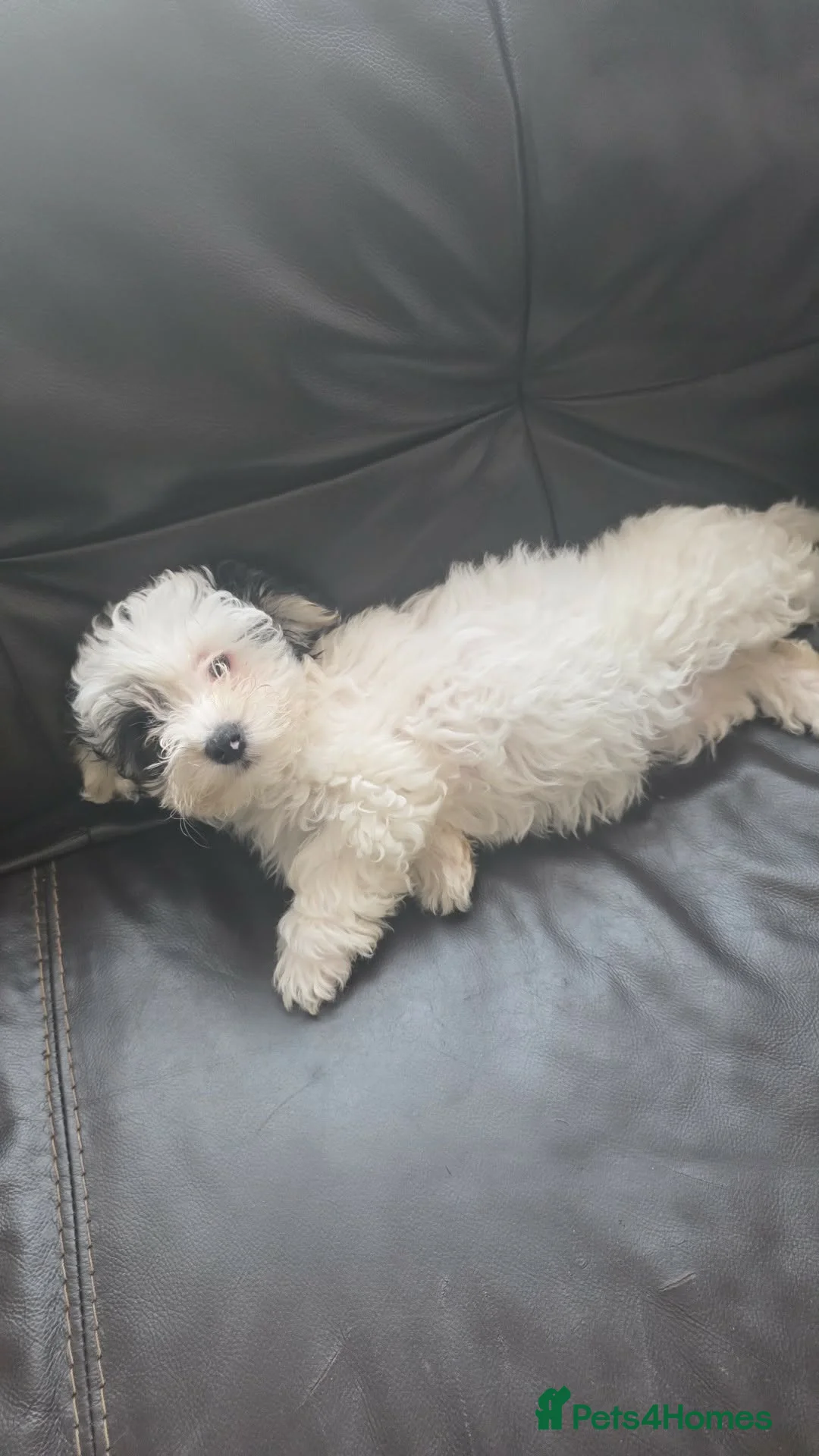 Mixed Breed dogs for sale: Malshi puppies 2 female available now  - Advert 2