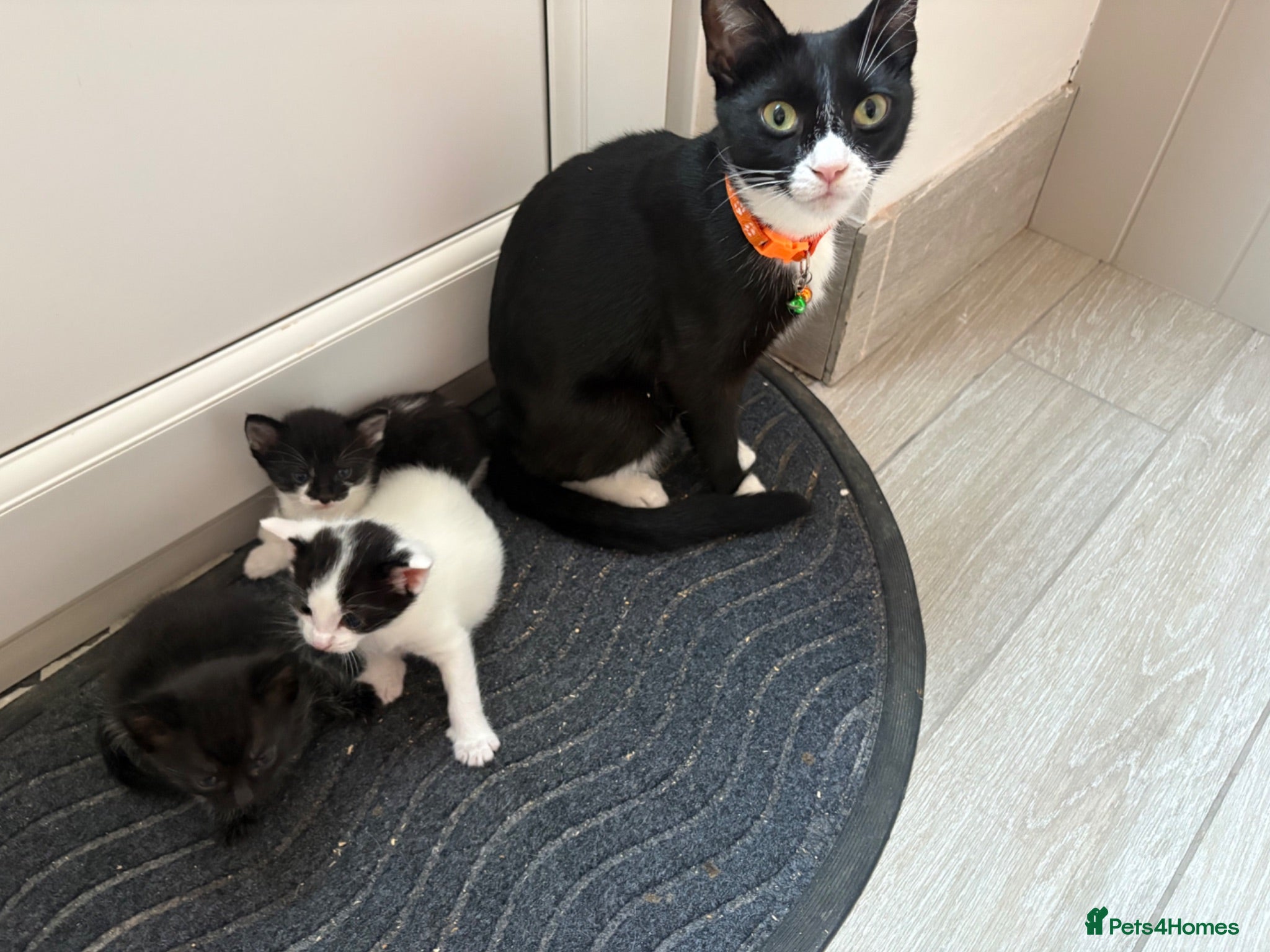 Mixed Breed cats Kittens - Advert 1