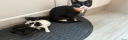 Mixed Breed cats for sale: Kittens in Lowestoft - Advert 1