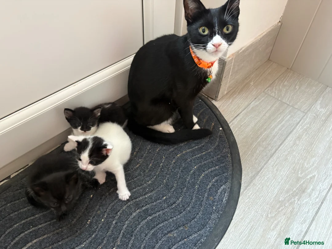Mixed Breed cats for sale: Kittens in Lowestoft - Advert 1