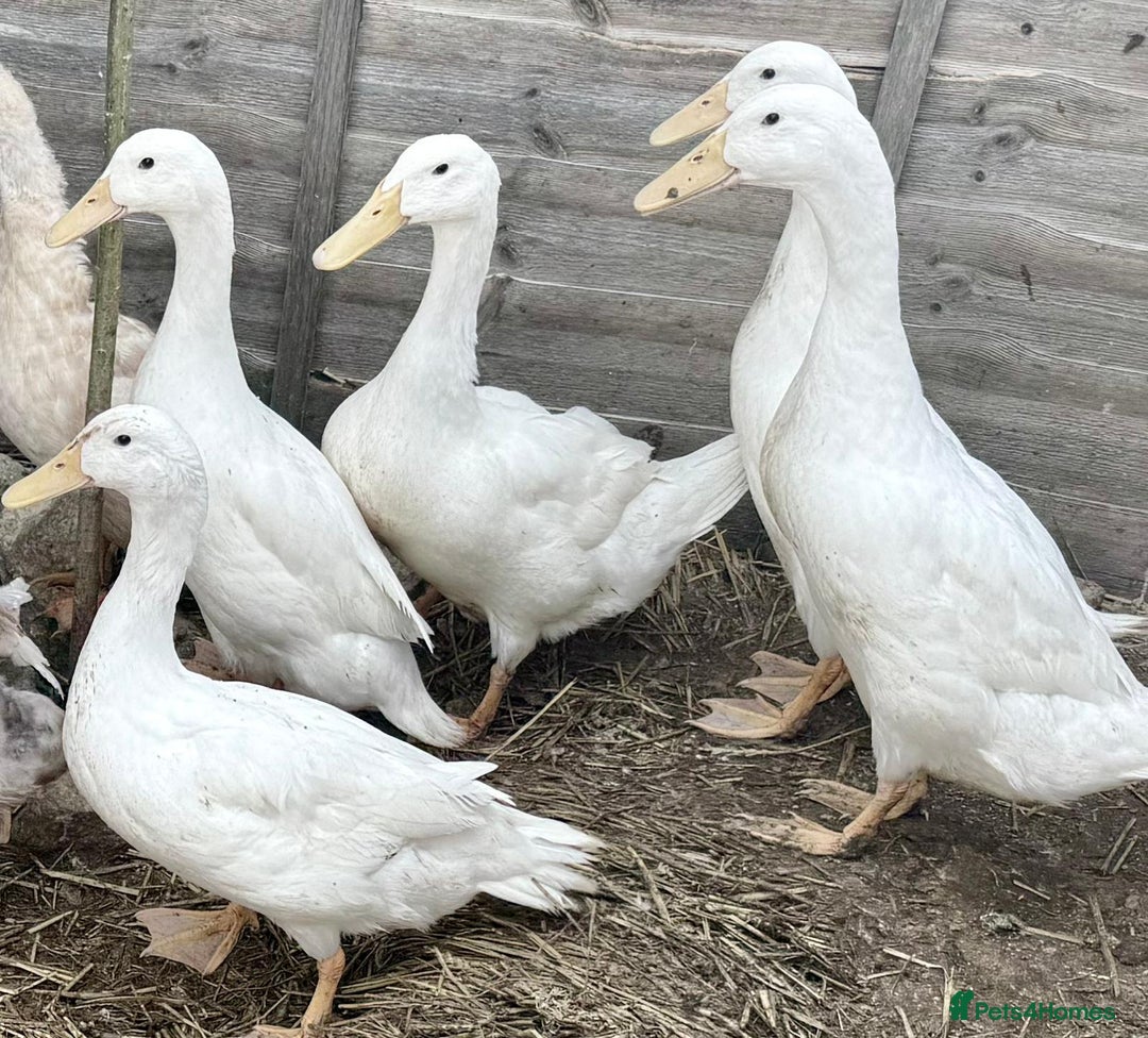 Ducks poultry for sale: Cherry Valley Ducks - READY NOW - Image 2