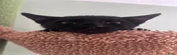 Bengal cats for sale: Beautiful Melanistic bengal boy   - Advert 11