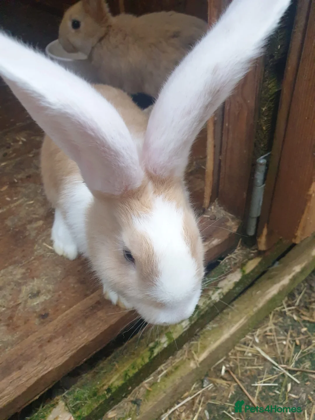 Continental Giant rabbits for sale: 9 Continental bunnies  - Advert 2