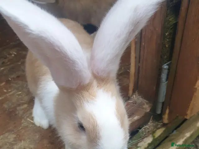Continental Giant rabbits for sale: 9 Continental bunnies - Advert 2