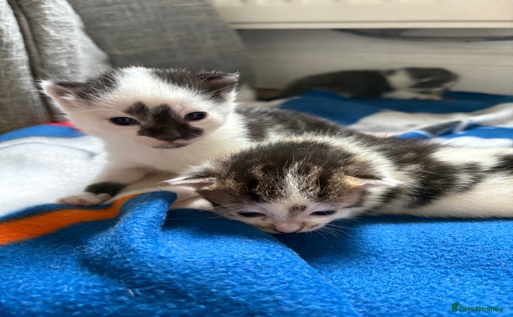 Mixed Breed cats - Advert 5