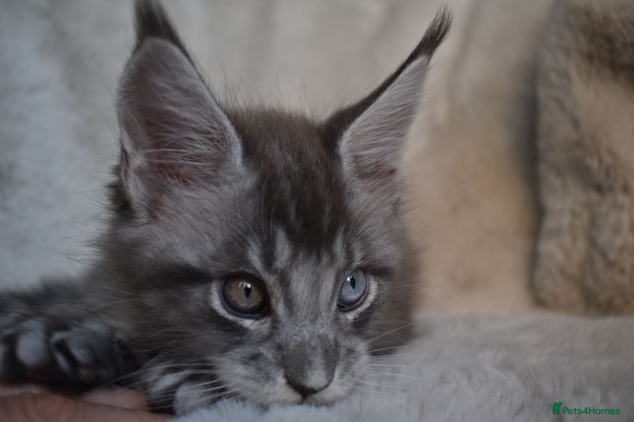 Maine Coon cats 😊Beautiful TICA registered Maine Coon Kittens😊  - Advert 2