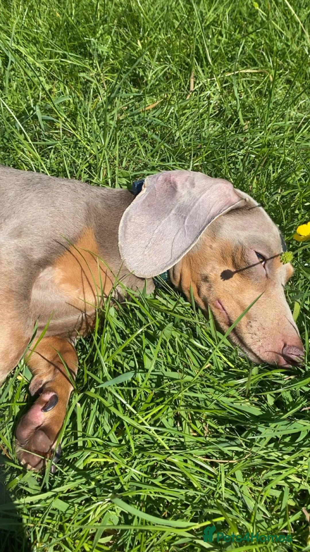 Miniature Dachshund dogs for stud: Isabella and tan for stud  - Advert 6