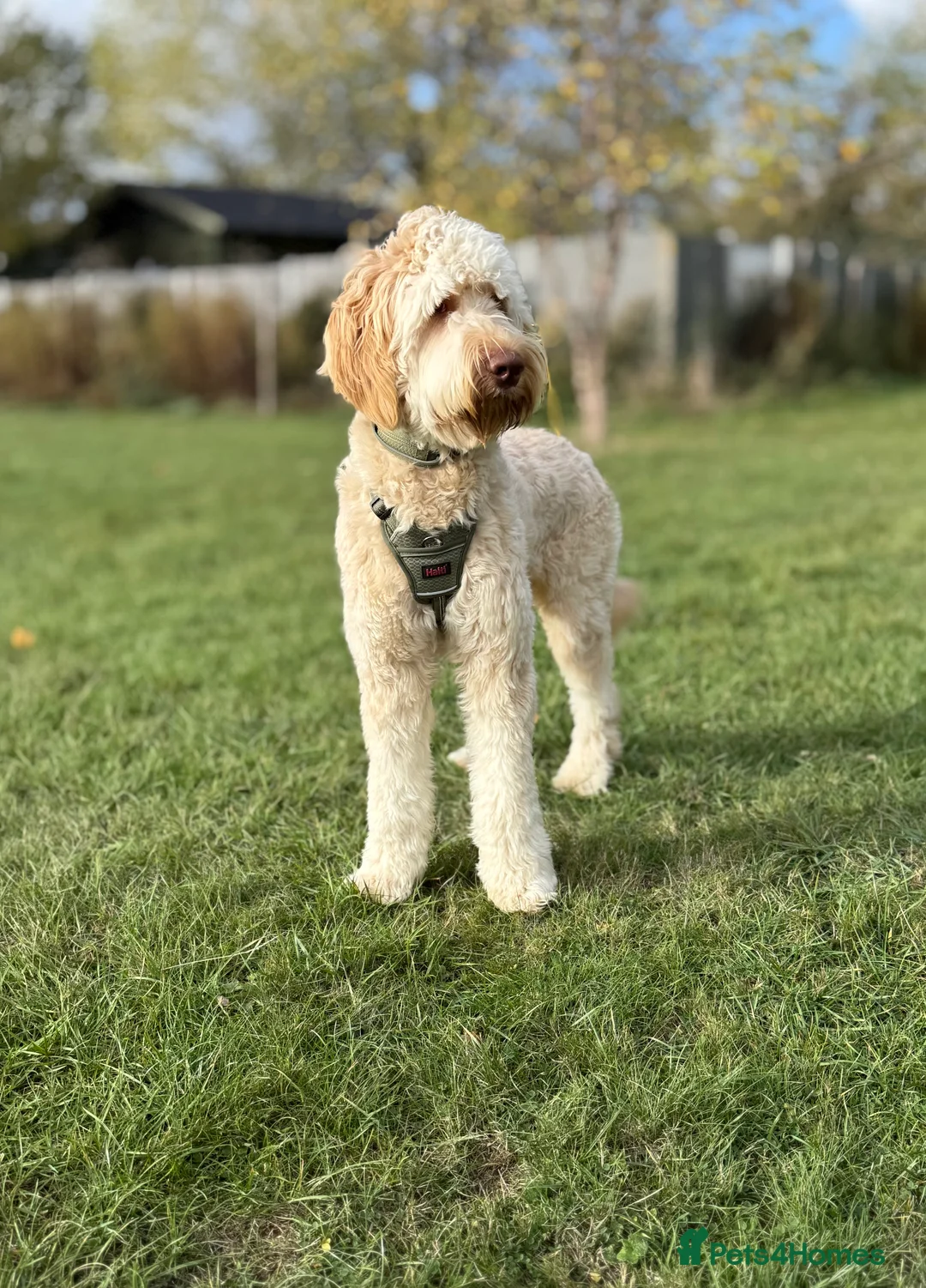 Goldendoodle dogs for sale: Goldendoodle  in Swindon - Advert 2