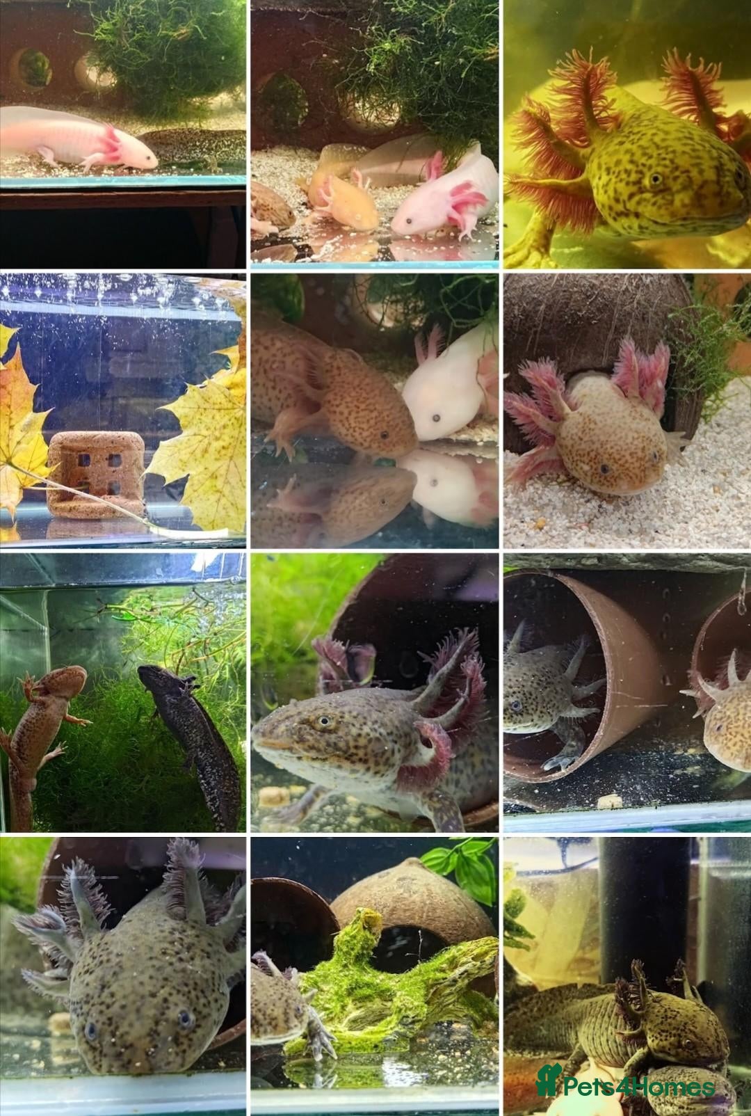 Axolotl reptiles Axolotls, various colours, quan discount available - Advert 21