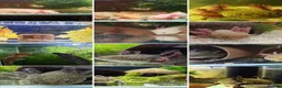 Axolotl reptiles for sale: Axolotls, various colours, quan discount available - Advert 1