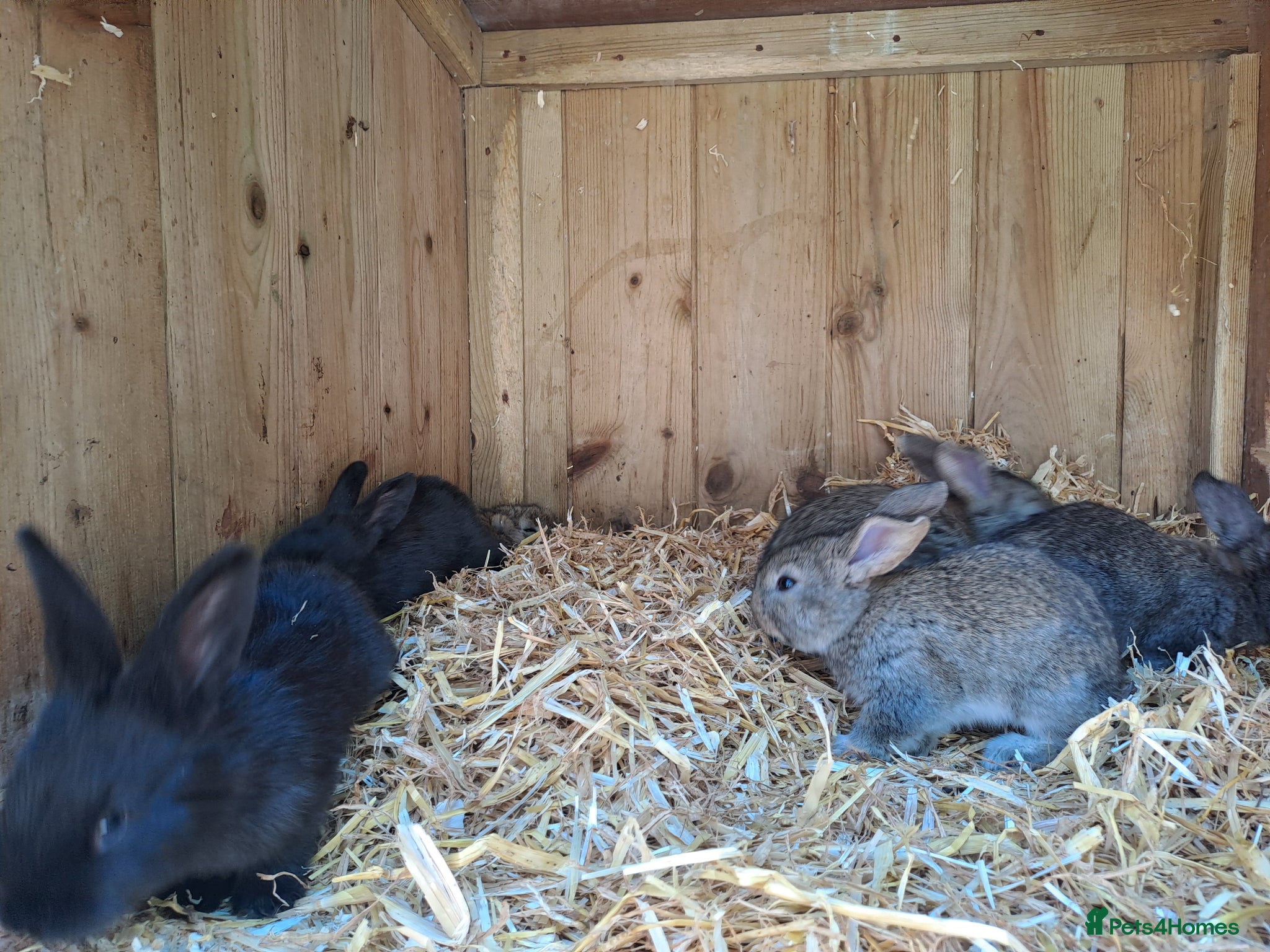 Continental Giant rabbits for sale: 10KG, Brc, show quality kits. MASSIVE  - Advert 8