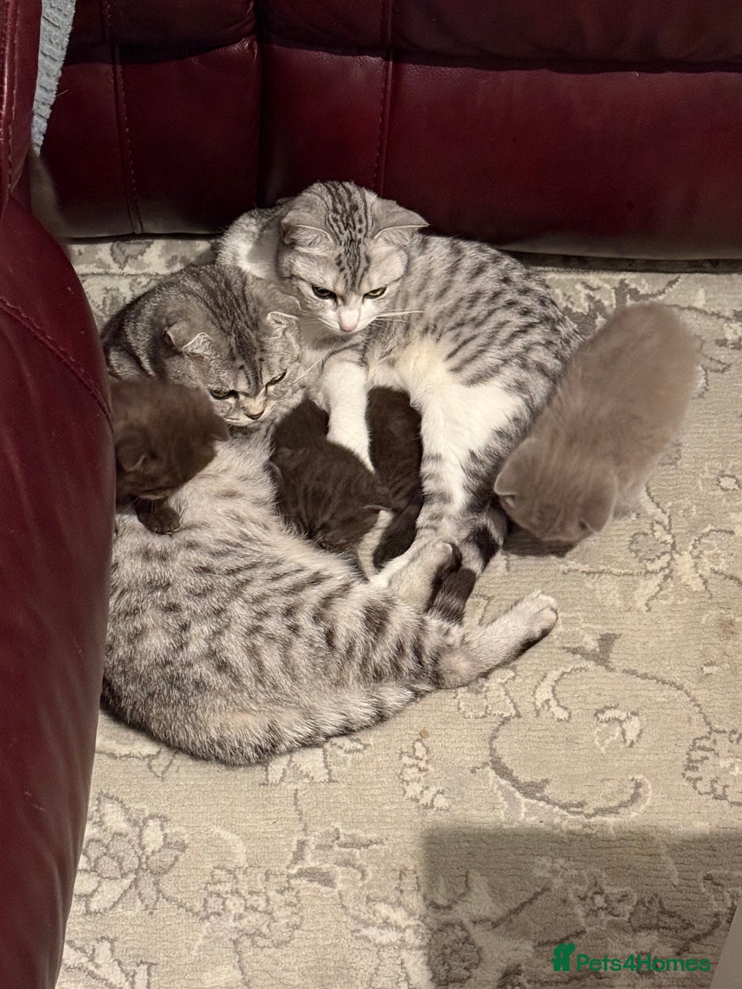 British Shorthair cats for sale: Gorgeous British Shorthair/Scottish Fold kittens - Advert 8