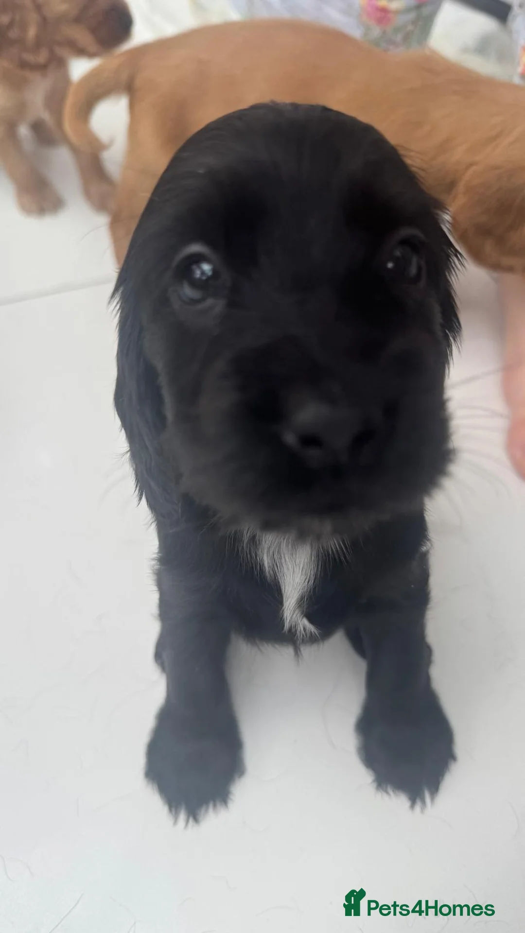 Cocker Spaniel dogs for sale: Beautiful pedigree English show cocker puppies 🐾 in Knutsford - Advert 38