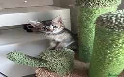 Mixed Breed cats for sale: Cute kittens - Image 4