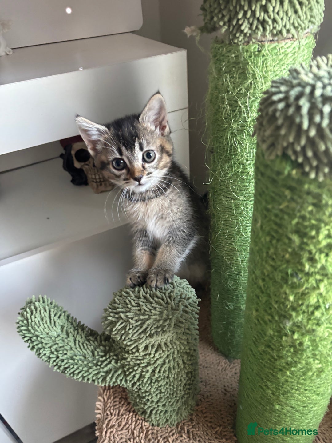 Mixed Breed cats for sale: Cute kittens - Image 4