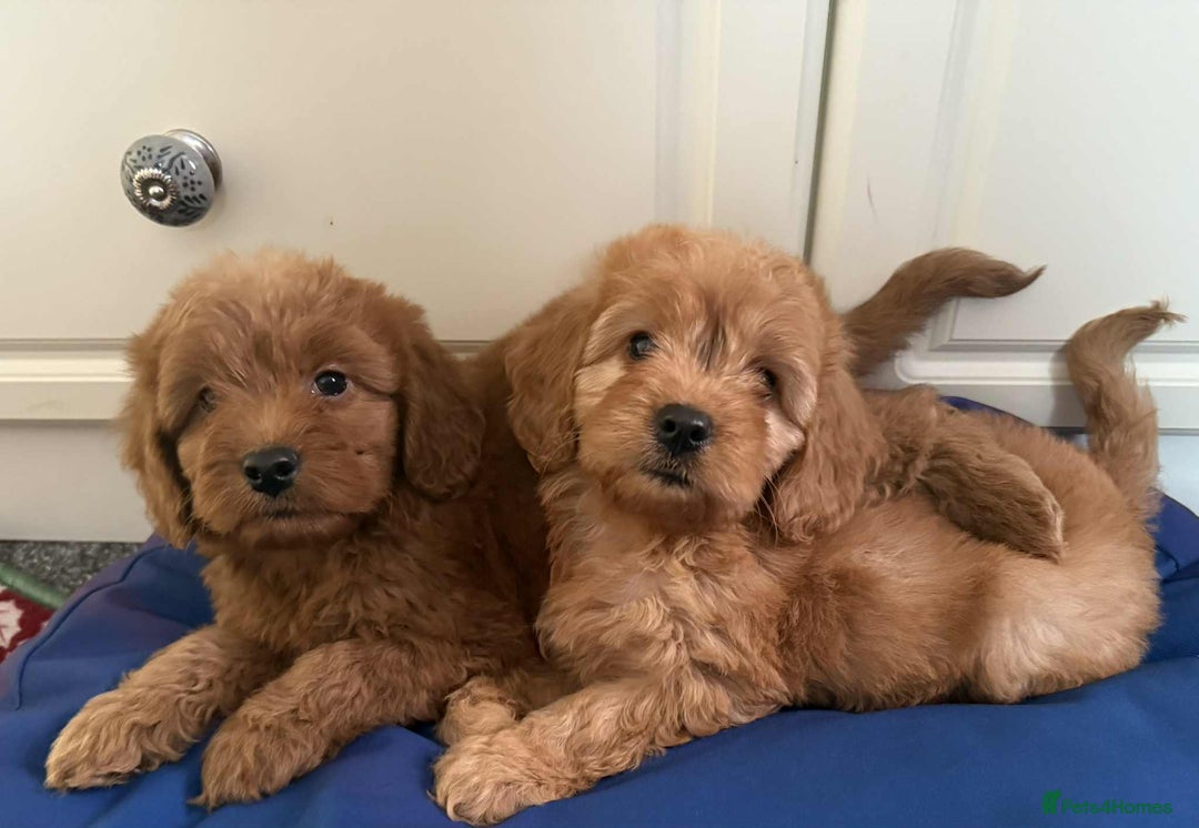 Cockapoo dogs for sale: Ready to beautiful cockapoo puppies  - Advert 1