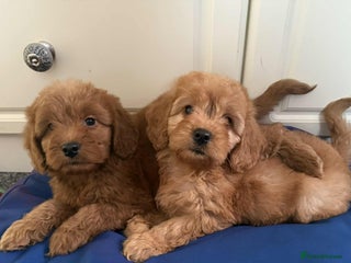 Cockapoo dogs Ready to beautiful cockapoo puppies - Advert 1