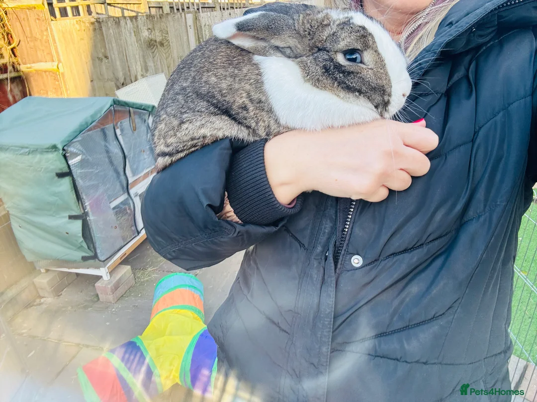 Mixed Breed rabbits for sale: My beautiful girl - Advert 8