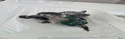 Conures birds for sale: Handreared and tame baby conure parrots - Advert 5