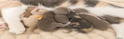 British Shorthair cats for sale: CHAMPION BRITISH SHORTHAIR 🏆  - Advert 4