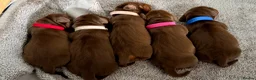 Miniature Dachshund dogs for sale: Chocolate & tan short hair miniature dachshund  - Advert 5