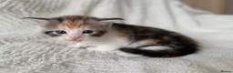 Maine Coon cats for sale: These lovely kittens are ready to go  in Ipswich - Advert 8