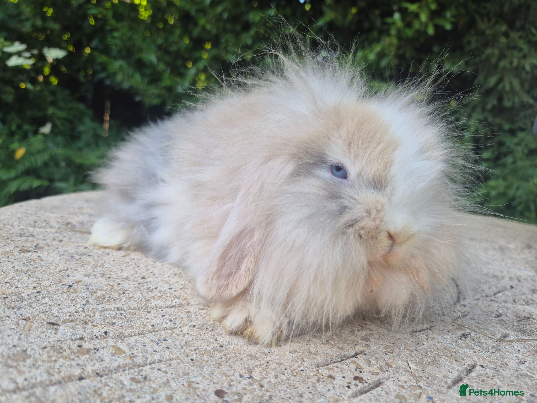 Mini Lop rabbits 🧡 READY NOW- TEDDYWIDDER X MINI LOP BABIES 😍 - Advert 2