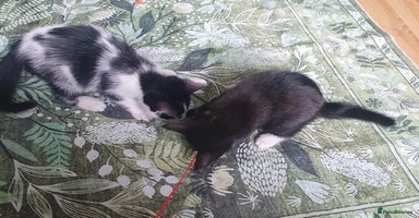Mixed Breed cats - Advert 5