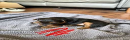 Yorkshire Terrier dogs for sale: Yorkshire terrier pups  in Birmingham - Advert 2