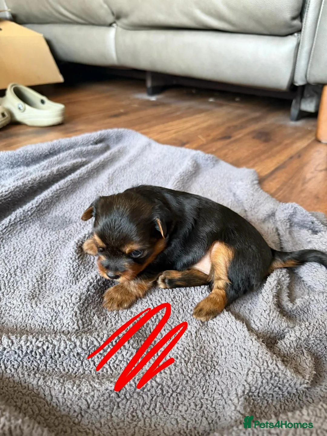 Yorkshire Terrier dogs for sale: Yorkshire terrier pups  in Birmingham - Advert 2