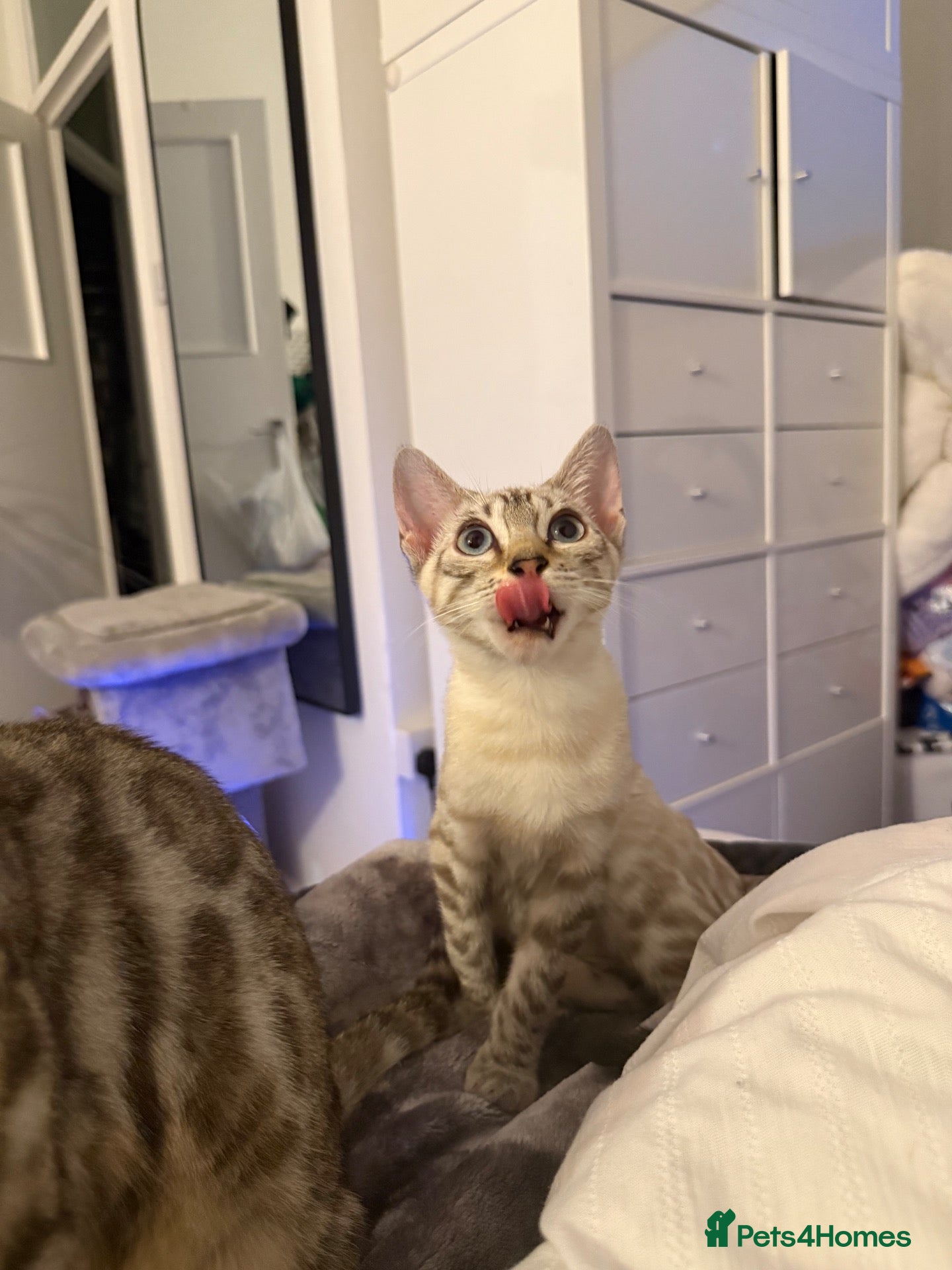 Bengal cats ❄️ TICA ACTIVE STUNNING SNOW BENGAL KITTEN ❄️ - Advert 6