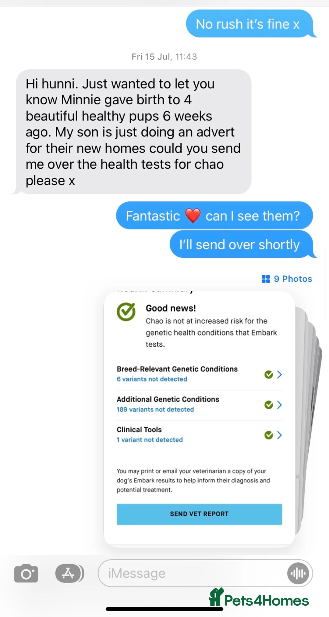 Toy Poodle dogs for stud: 7.5inch Toy HEALTH TESTED ASIAN IMPORT in Guildford - Advert 33