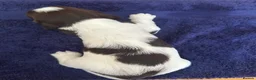 English Springer Spaniel dogs for sale: *One puppy left* KC English Springer Puppies - Advert 22