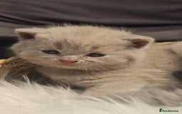British Shorthair cats for sale: GCCF British Shorthair Kittens Champion - Image 9