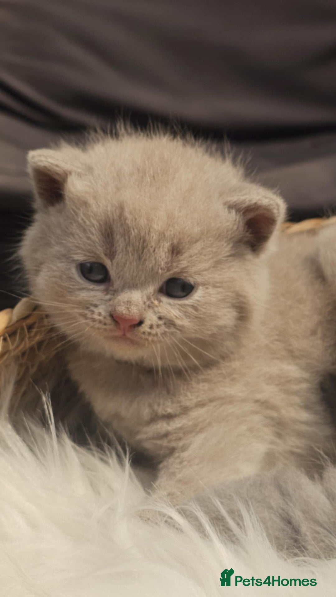 British Shorthair cats for sale: GCCF British Shorthair Kittens Champion - Image 9