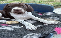 Pointer dogs for sale: Just 3 liver bitches remaining !!  in East Grinstead - Image 8