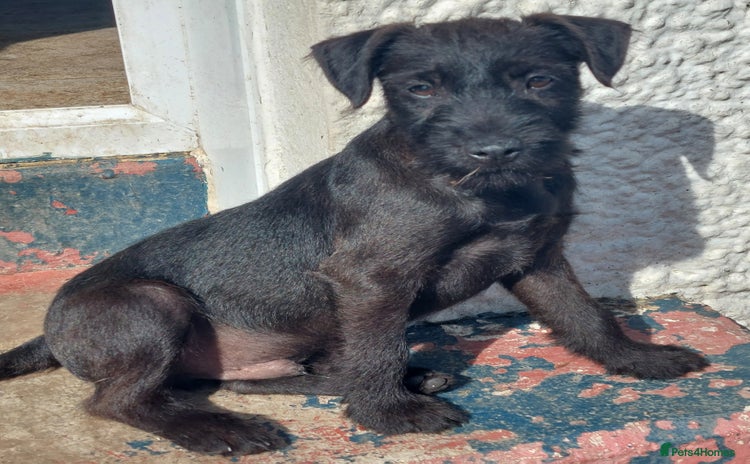 Patterdale Terrier dogs - Advert 1