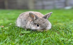 Mixed Breed rabbits for sale: Beautiful well handled baby bunnies - Image 6