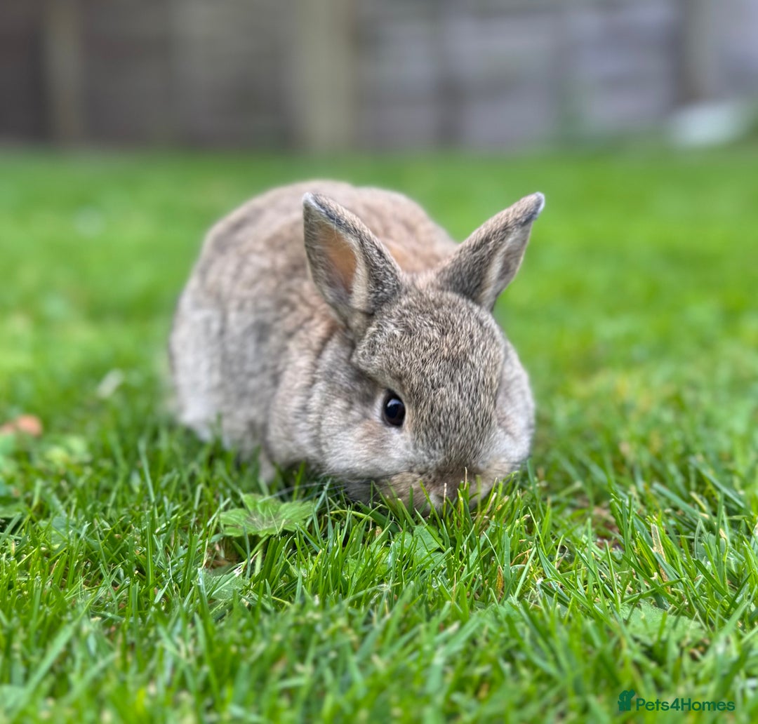 Mixed Breed rabbits for sale: Beautiful well handled baby bunnies - Image 6